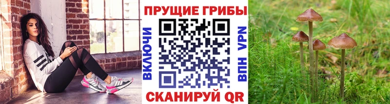 Купить закладки Воркута Галлюциногенные грибы Cubensis